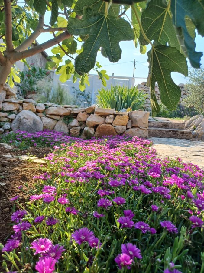 فيلا Stone House Knezevic فينجيراك المظهر الخارجي الصورة